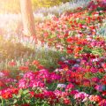 Cottage Garden Borders: Plant Combinations and Layering for Maximum Visual Impact