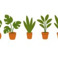 Essential Plants for a British Cottage Garden: Flowers, Shrubs, and Trees That Thrive
