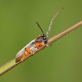 Common Household Pests in the UK and How to Prevent Them