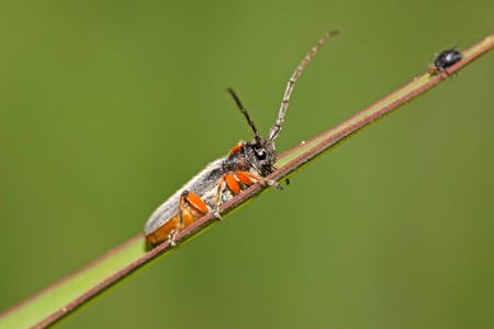 Common Household Pests in the UK and How to Prevent Them