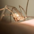 Pest Control and Property Maintenance: Integrating Comprehensive Strategies in UK Homes