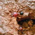 Preventing and Removing Ants, Wasps, and Bees from Your UK Property