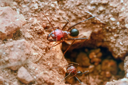 Preventing and Removing Ants, Wasps, and Bees from Your UK Property